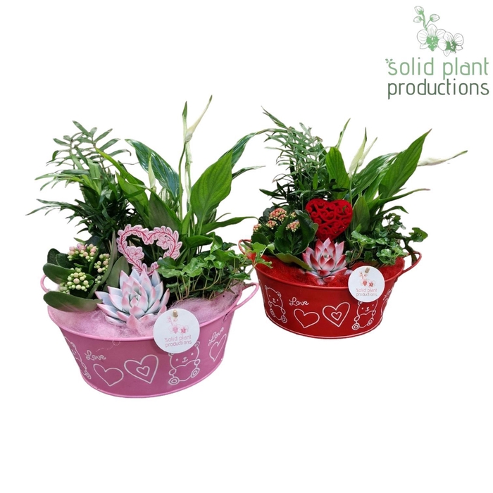 <h4>ZVSC004 Mariëlle Indoor Red/Pink</h4>