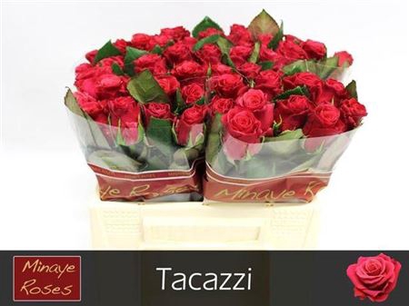 <h4>R Gr Tacazzi+</h4>