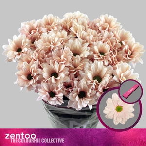 Chrysanthemum Indicum Grp tros Babe Peach