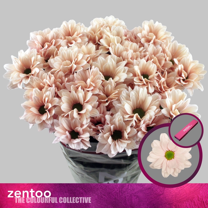 <h4>Chrysanthemum Indicum Grp tros Babe Peach</h4>