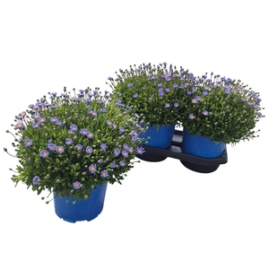 FELI AM FELICIT BLUE