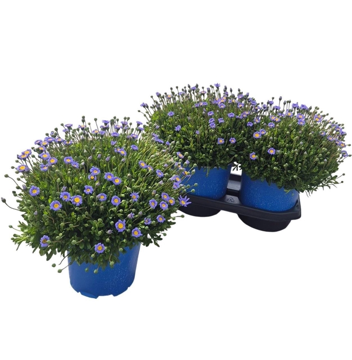 <h4>FELI AM FELICIT BLUE</h4>