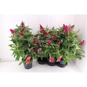 BUDD BFC LITTLE RUBY