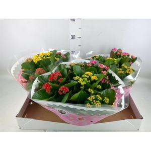 Kalanchoe blos.   ..rosebud mix/pot