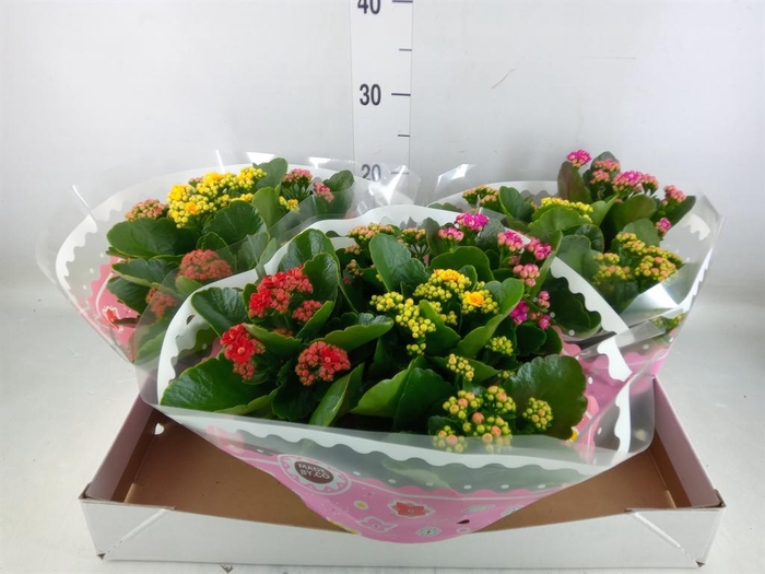 <h4>Kalanchoe blos.   ..rosebud mix/pot</h4>