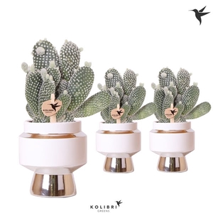 Kolibri Greens Opuntia white in Le Chic pot silver