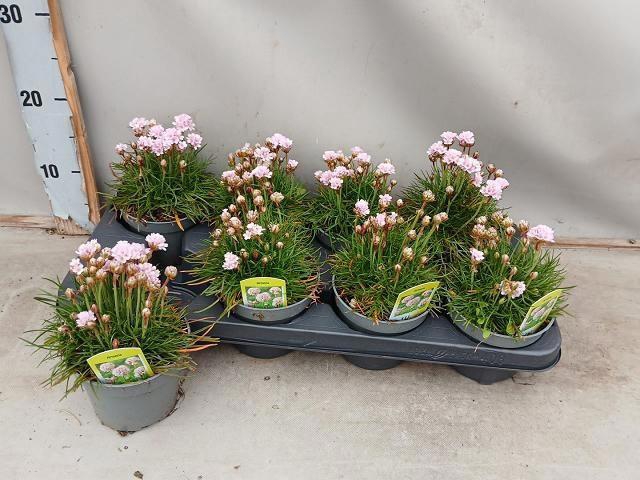 <h4>ARME MAR LAUCHEANA</h4>