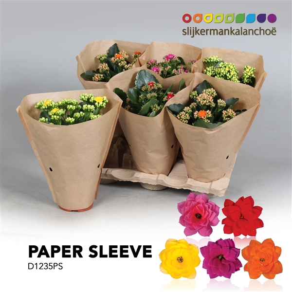 <h4>Kalanchoe Paper Sleeve - Mix</h4>