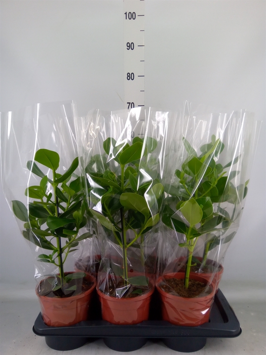 <h4>Clusia rosea 'Princess'</h4>