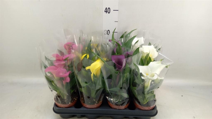 <h4>Zantedeschia   ...mix</h4>