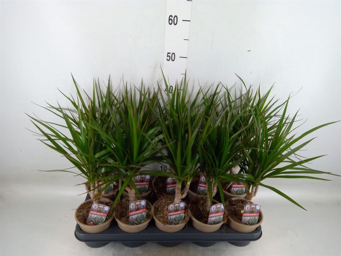 <h4>Dracaena marg.</h4>