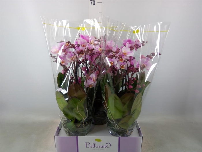 <h4>Phalaenopsis multi. ...rose</h4>