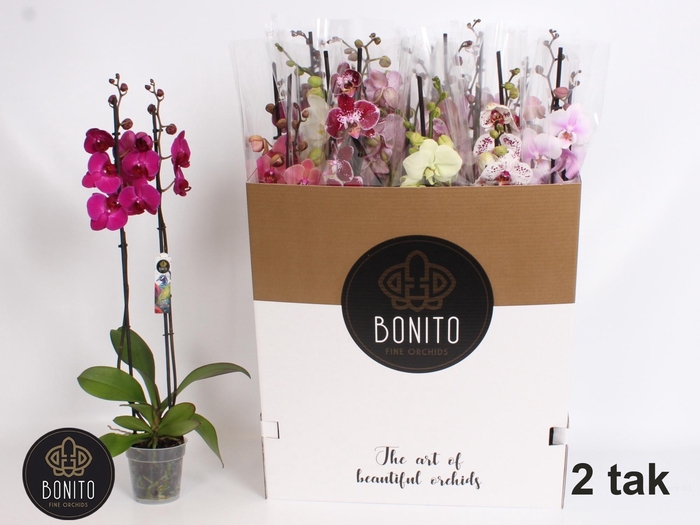 <h4>PHAL GEM 10 KL</h4>