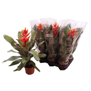 Aechmea pepita