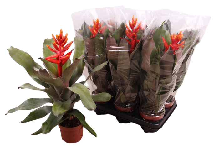 <h4>Aechmea pepita</h4>