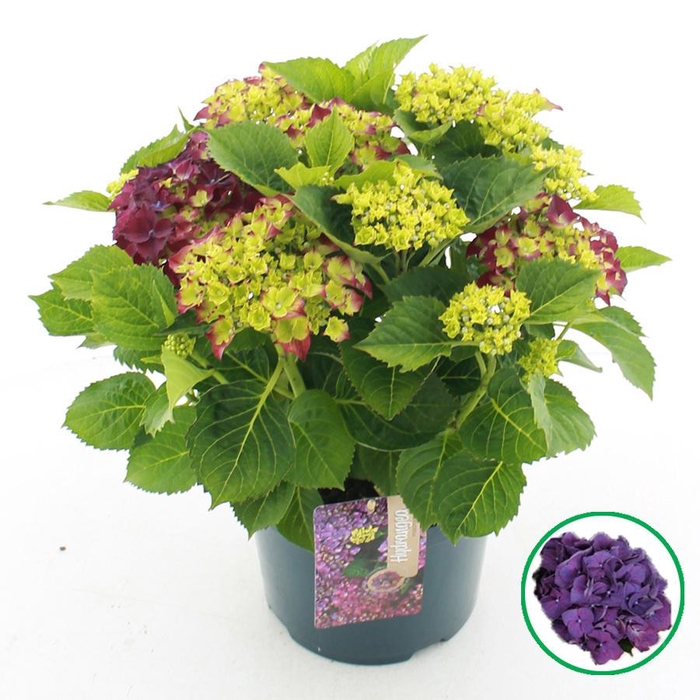 <h4>Hydrangea macr. Paars C5 (23cm.) Kn.</h4>