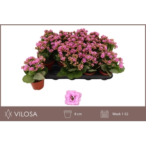 Kal Ge Zeta Lilac