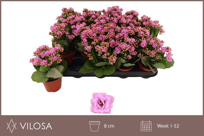 <h4>KAL GE ZETA LILAC</h4>