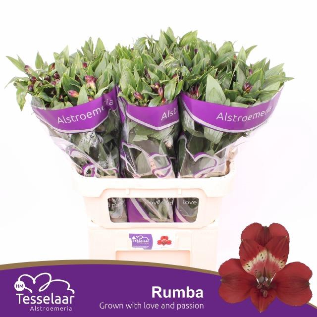 ALSTR RUMBA