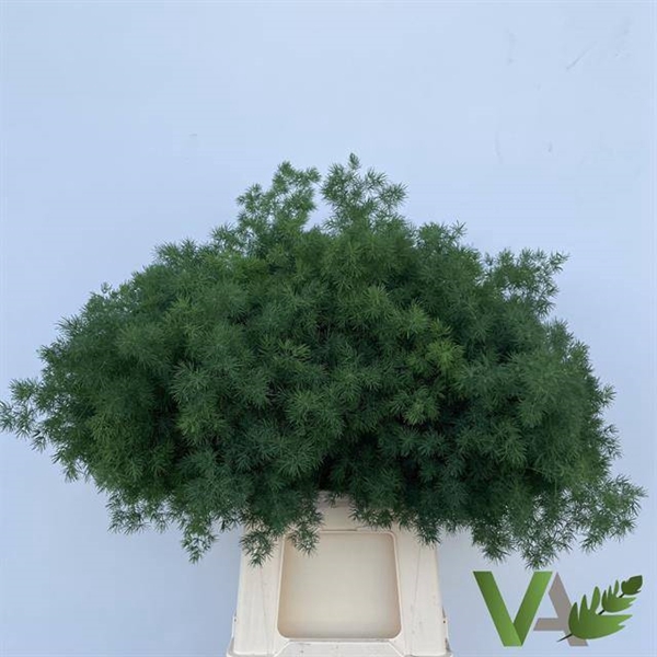 <h4>ASP UMBELLATUS</h4>