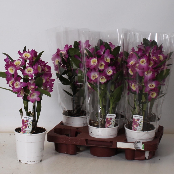 <h4>DEND NOBILE</h4>