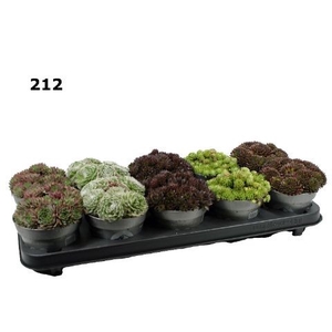Sempervivum mix