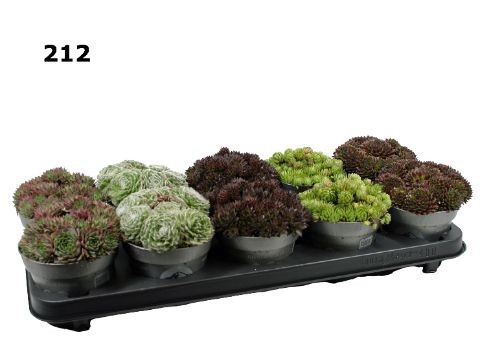 <h4>Sempervivum mix</h4>