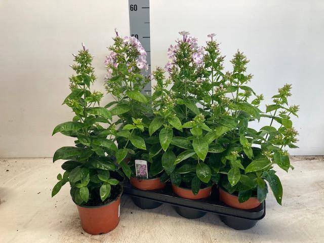 <h4>PHLOX PANICULATA</h4>