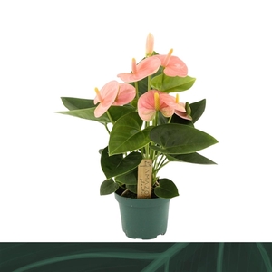 Anthurium Spirit 9cm