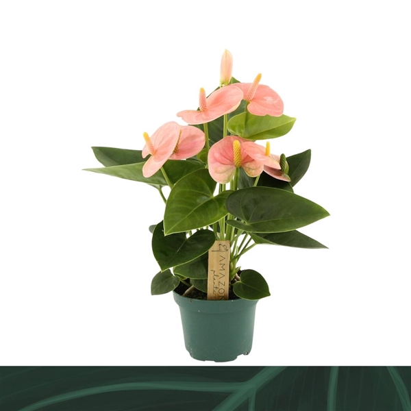 <h4>Anthurium Spirit 9cm</h4>