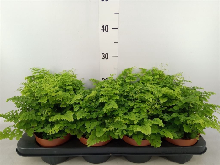 <h4>Adiantum raddi. 'Fritz-Luthi'</h4>