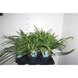 Aglao Green Agla 'bitkiss'