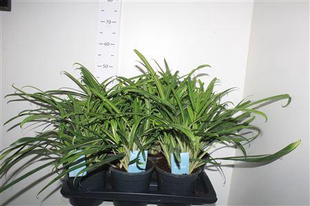 <h4>Aglao Green Agla 'bitkiss'</h4>