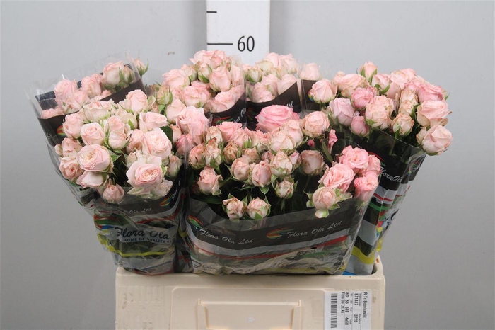 <h4>R Tr Bombastic</h4>