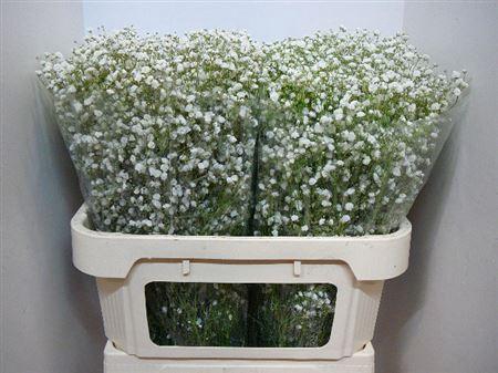 <h4>Gyps Pa Xlence</h4>