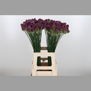 Allium Sphaerocephal (kogel)