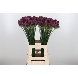 Allium Sphaerocephal (kogel)