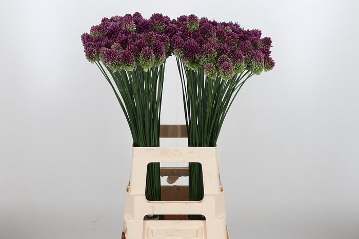 <h4>Allium Sphaerocephal (kogel)</h4>