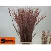 Salix G Pink Cushion
