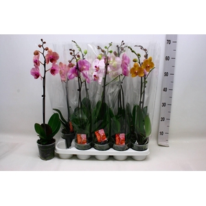 PHAL GEM