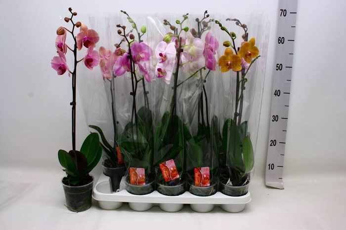 <h4>PHAL GEM</h4>