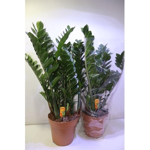 arr8 Zamio Zamiifolia