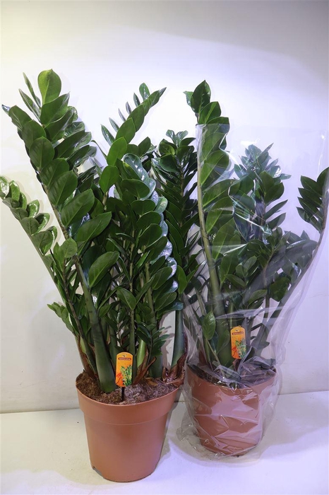 <h4>Zamio Zamiifolia</h4>