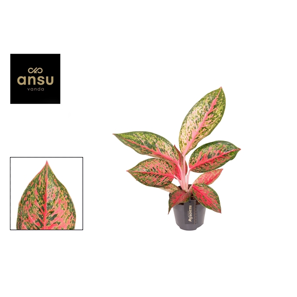 <h4>Aglaonema Lychee Red</h4>