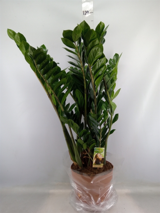 <h4>Zamioculcas zamiifolia</h4>