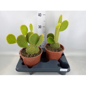 Opuntia microdasys var. pallida