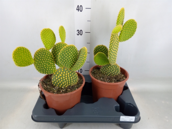<h4>Opuntia microdasys var. pallida</h4>