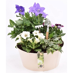 Zink schaal ribbel creme 25cm