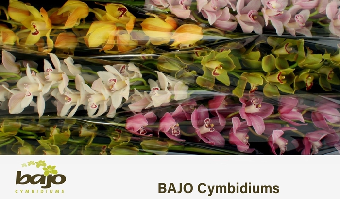 <h4>CYMB T GEM</h4>