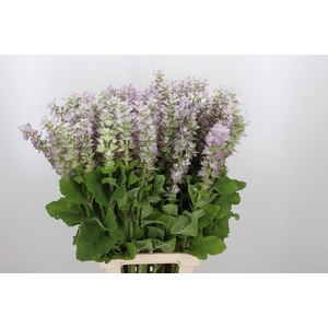 Salvia Scl Jomi